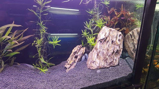 Acuario GAMBARU